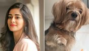 Ananya Panday Bids Emotional Farewell to Beloved Pet Dog Fudge: 'Will Miss You Every Single Day' 916529