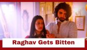 Jaane Anjaane Hum Mile Upcoming Twist: Raghav saves Reet; gets bitten by the snake 938472