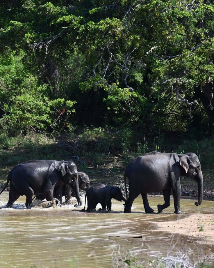 Sneak Peek Into Divyanka Tripathi & Vivek Dahiya's First Safari In Yala 938128