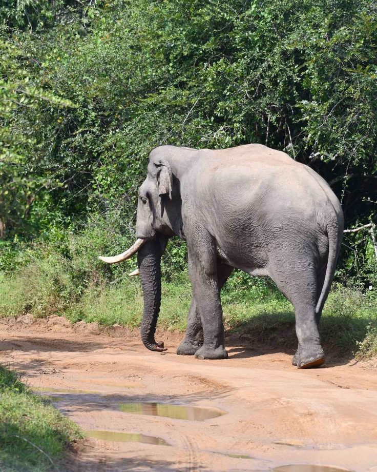 Sneak Peek Into Divyanka Tripathi & Vivek Dahiya's First Safari In Yala 938129